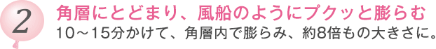 角層にとどまり、風船のようにプクッと膨らむ。10～15分かけて、角層内で膨らみ、約8倍もの大きさに。